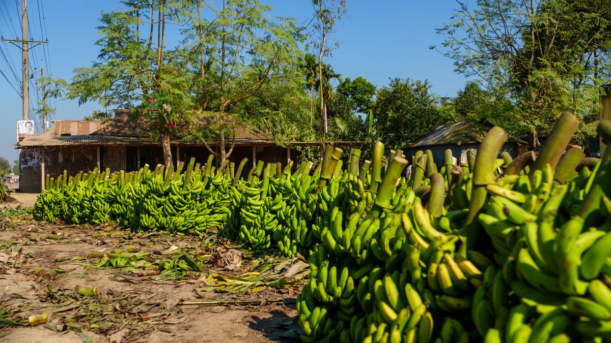 Oito em cada dez bananais catarinenses estão na densidade errada, mostrou a Epagri