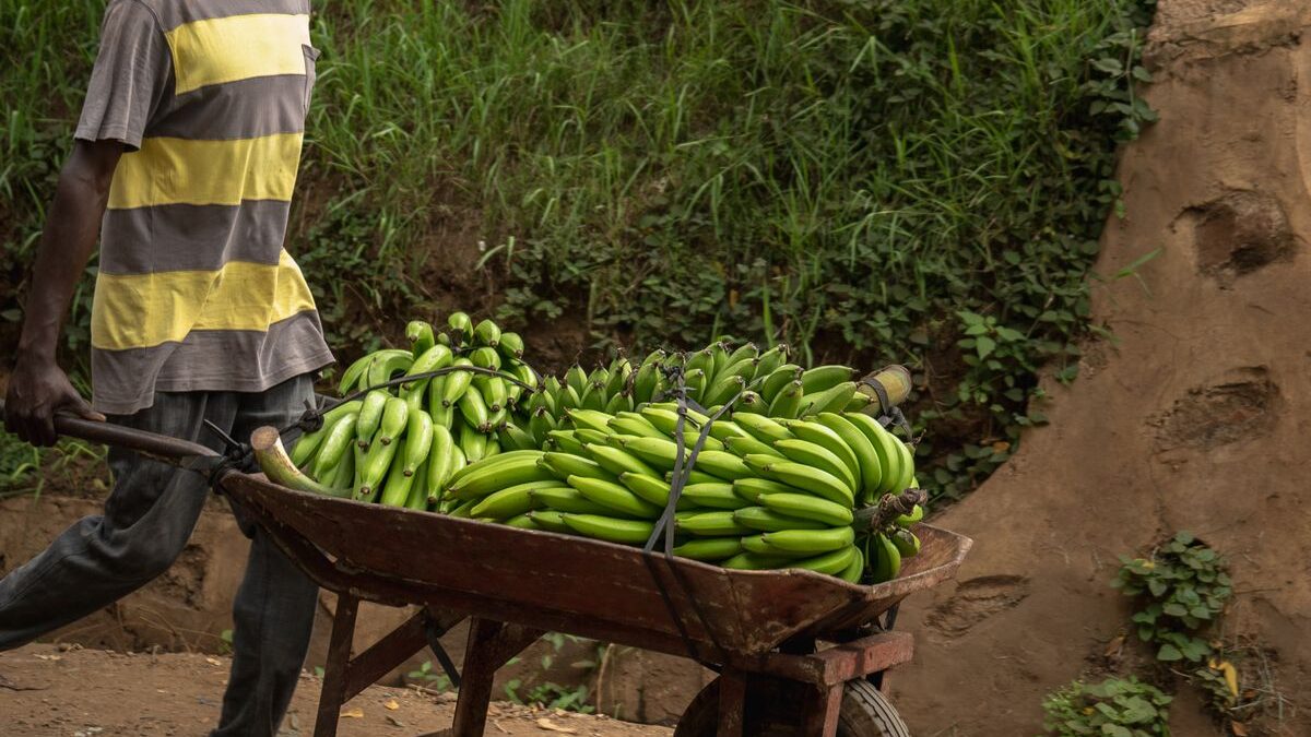 Na África do Sul, a oferta de banana caiu 36% e o preço subiu 42%