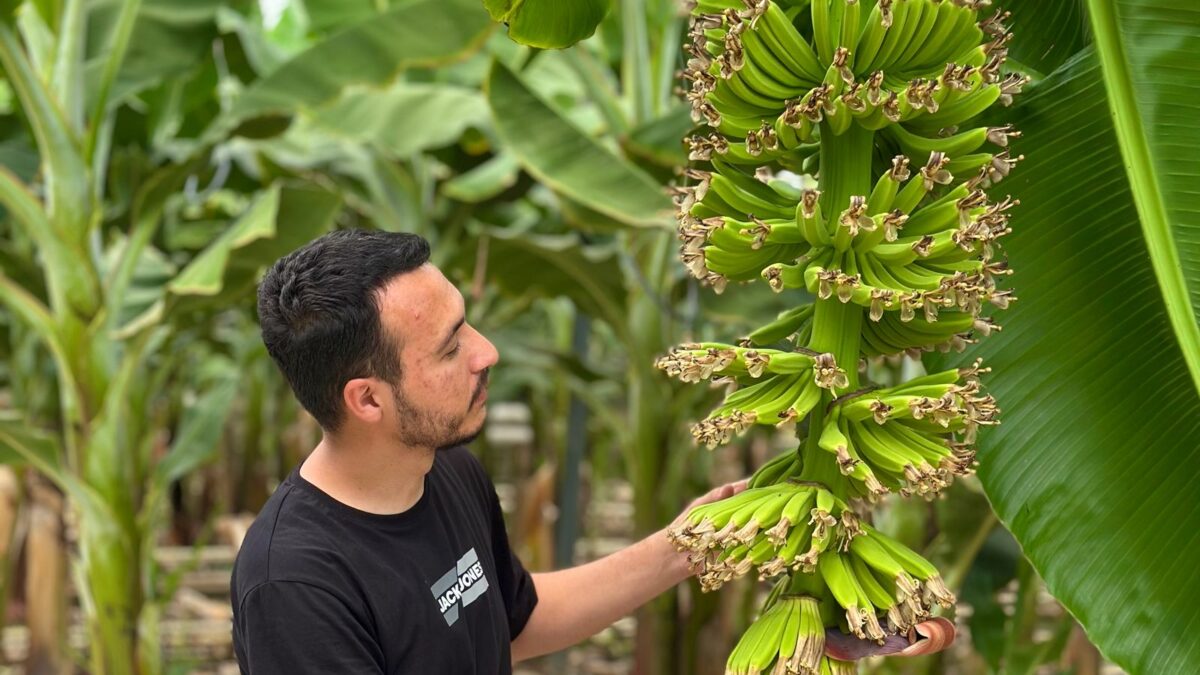 Embrapa fecha acordo com o Equador para criar uma Cavendish resistente à Raça 4 Tropical