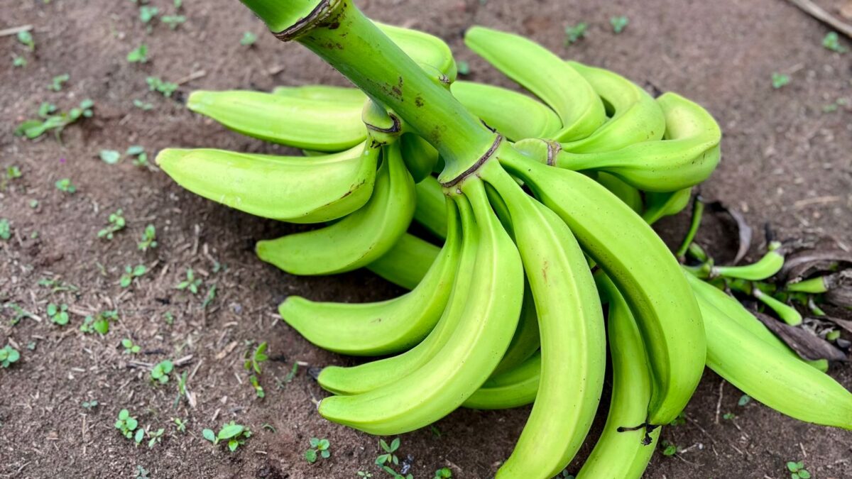 Um estudo projeta 60% das regiões exportadoras de banana da América Latina em dificuldade até 2080