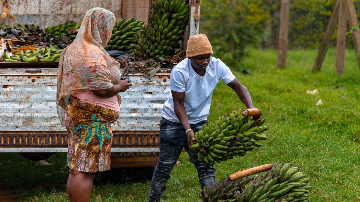 A banana brasileira cresceu 64% no exterior — e 85% dela vai para dois vizinhos