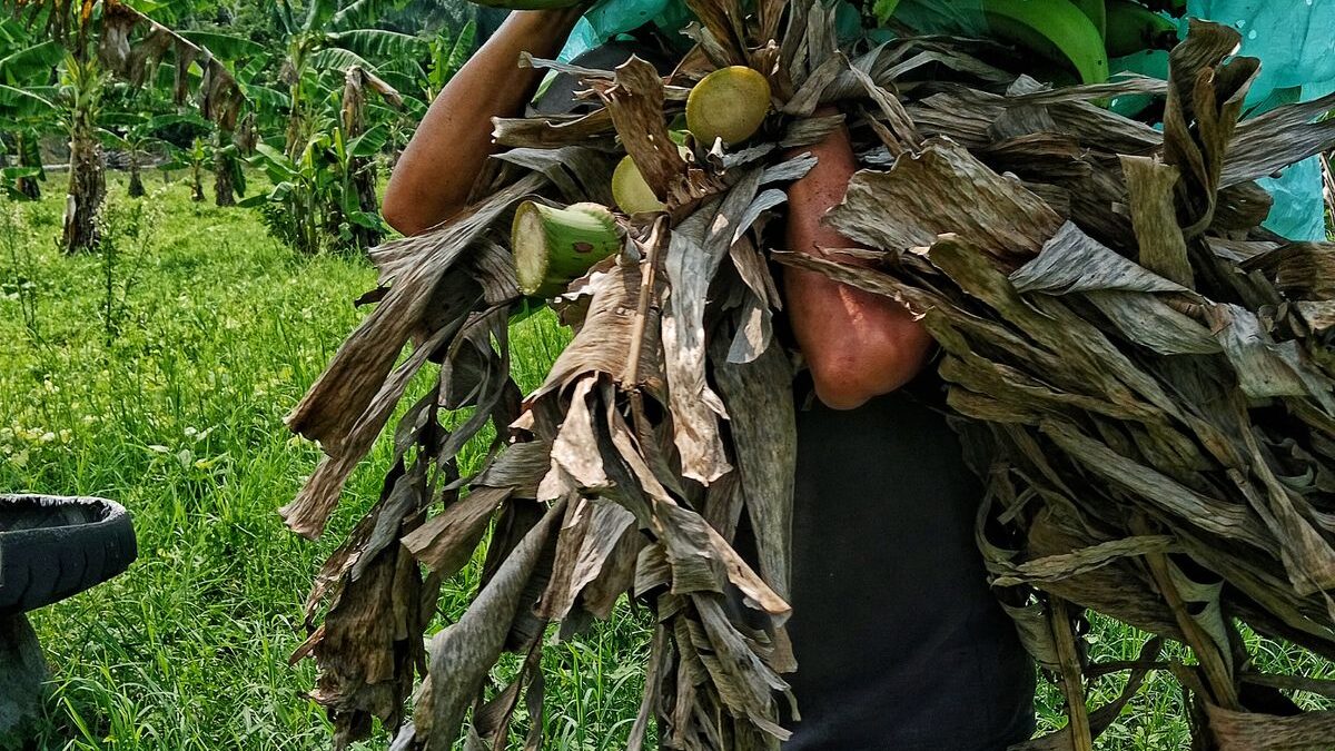 O mercado regulado de carbono deixou a agropecuária de fora das três etapas — o que sobra para quem produz
