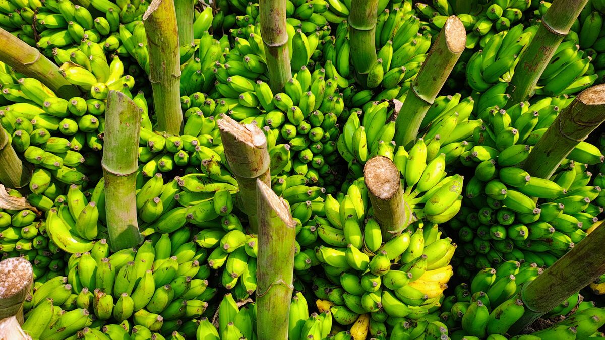 Nanica perde 17% no Vale do Ribeira na primeira semana de agosto; em SC, preço travado