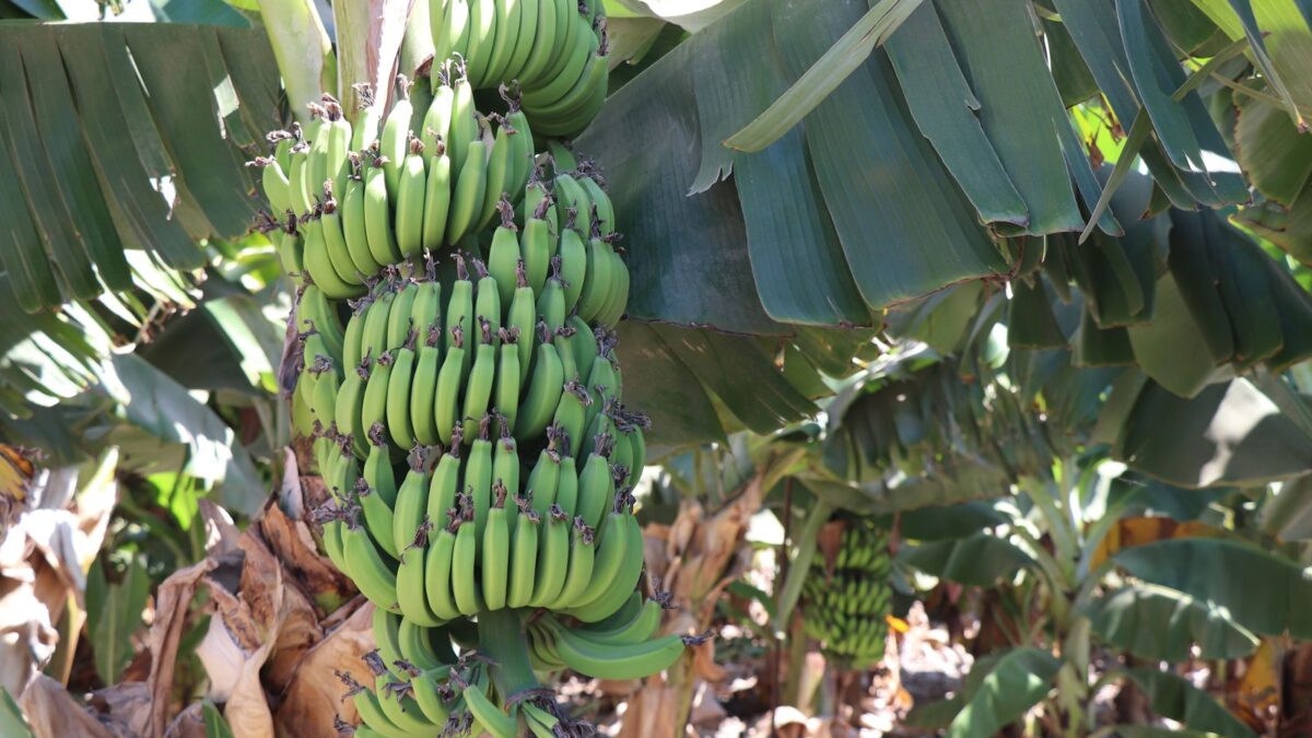 No Peru, 45% das fazendas de banana já têm Fusarium — e o CEO da Del Monte fala em batalha perdida