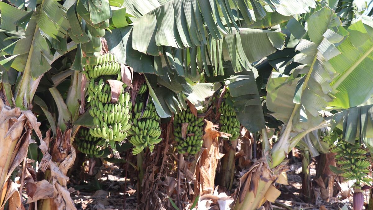 O Brasil publicou 16 planos de adaptação climática — e um deles é só de agricultura familiar