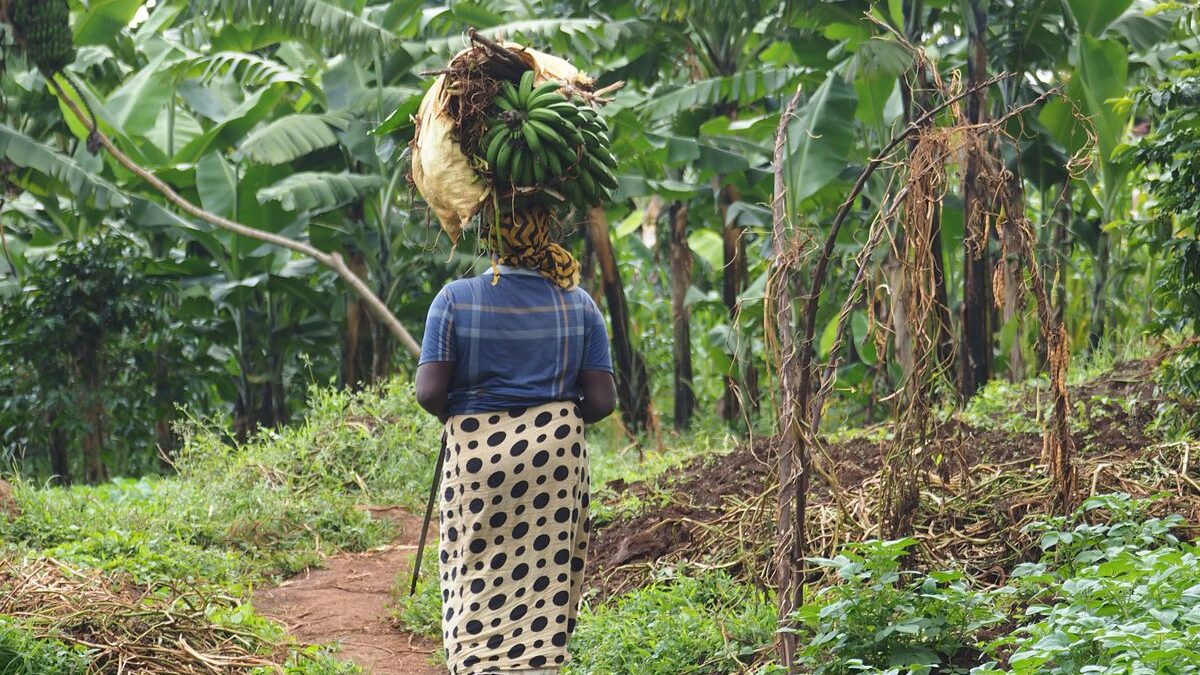A merenda escolar agora precisa comprar 45% da agricultura familiar — e a banana cabe nesse prato