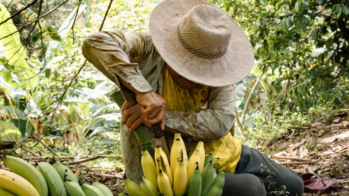 O produtor catarinense recebe R$ 1,39 pelo quilo da nanica. No Norte de Minas, são R$ 2,24