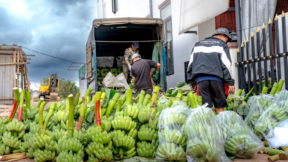 A rentabilidade da banana triplicou no semestre — e ainda cabe em 19 centavos por quilo