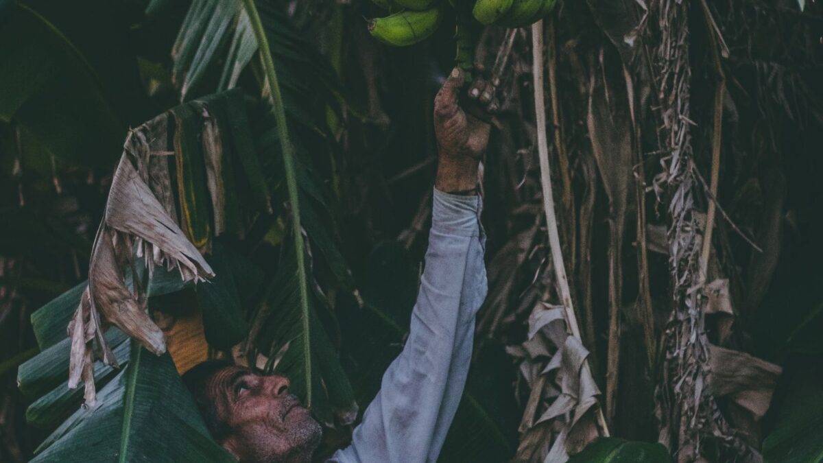 Santa Catarina quer vender banana para a Itália — e hoje exporta 15% do que produz, para dois países