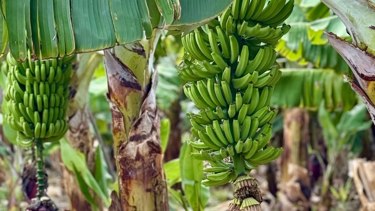 Nitrogênio de menos, fósforo e potássio demais: por que SC produz 24 t/ha onde caberiam 50