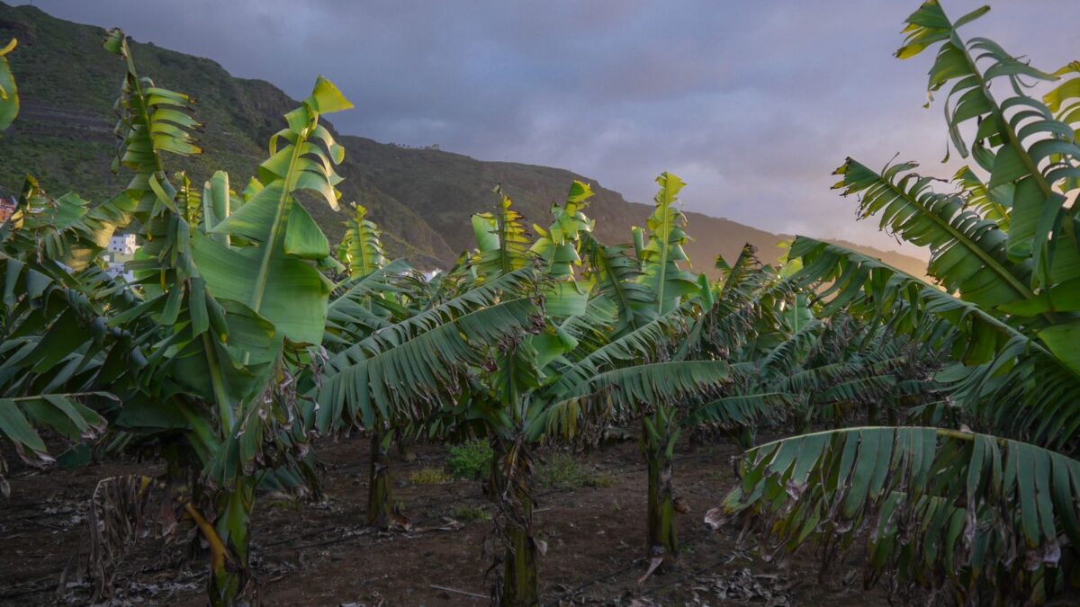 Santa Catarina colhe 770 mil toneladas de banana plantando mais e colhendo menos por hectare