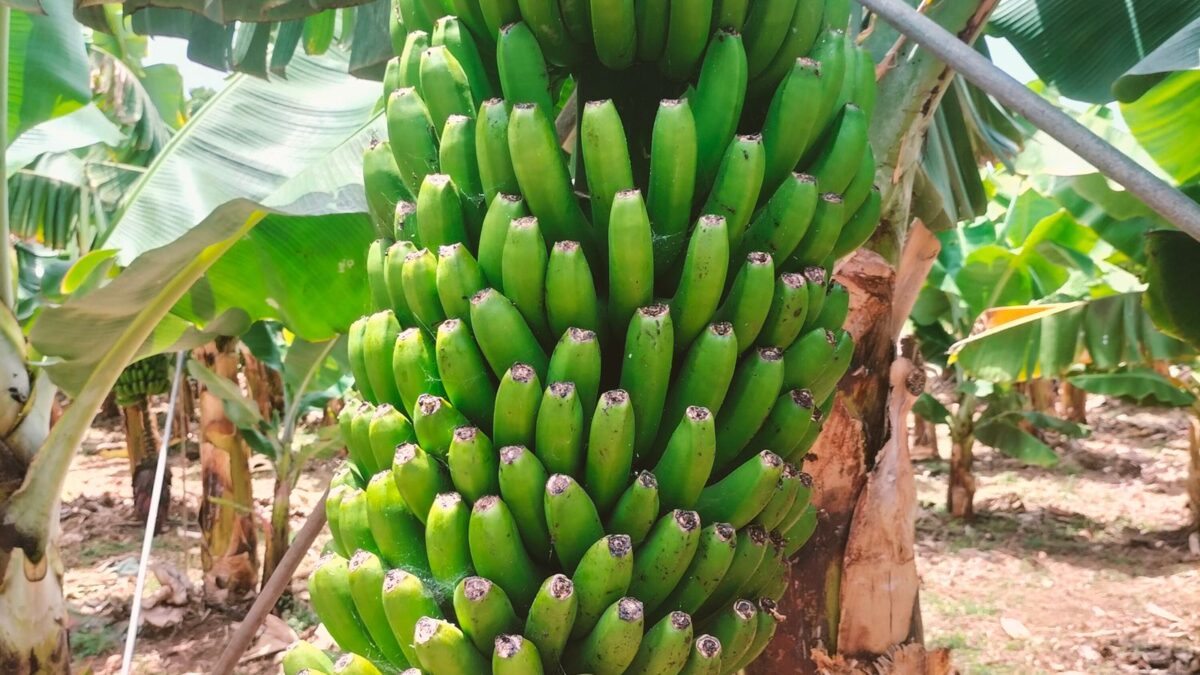 O zoneamento climático da banana catarinense é de 2019 — e é ele que decide seu acesso ao crédito